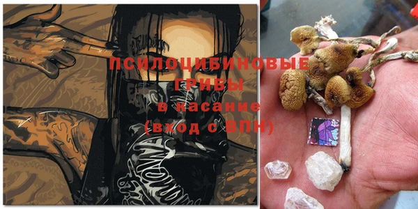 стаф Богданович